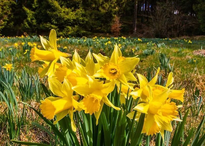 Sommerhaus Am Nationalpark Eifel Mit Sauna Und Whirlpool * Montjoie
